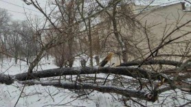 Caz șocant în Chișinău. Un copac a căzut peste trei copii